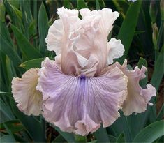 a pink and white flower with green leaves in the background