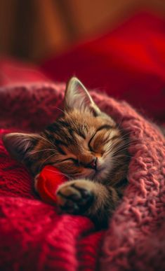 a small kitten sleeping on top of a red blanket with its head resting on a toy