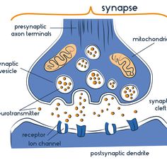 the structure of an animal's body and its functions, including synsaptic