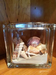 there is a glass box with sea shells in it