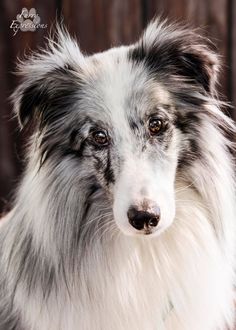 a close up of a dog looking at the camera