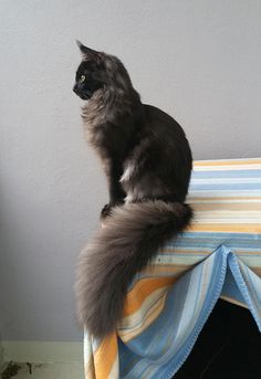 a black cat sitting on top of a curtain