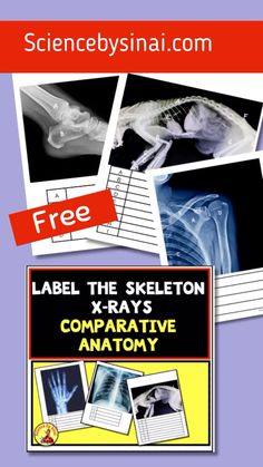 an x - rays book with pictures of bones and text that reads, free label the skeleton x - rays comparaative anatomy