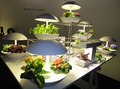 an assortment of plants on display in a room