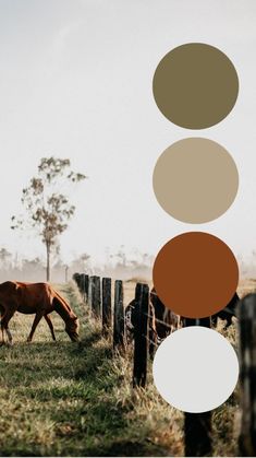 a brown horse grazing on grass next to a wooden fence with four different colored circles above it