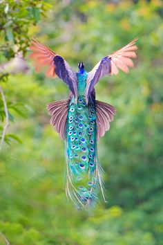 a colorful bird with its wings spread out flying through the air near trees and foliage