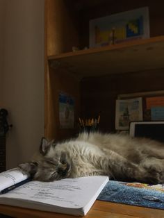 a fluffy cat laying on top of an open book next to a laptop computer and bookshelf