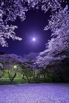 the moon shines brightly in the night sky above trees with purple flowers on them