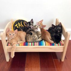 five cats are sitting on a bench with a taco sign in the back ground