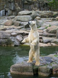 a polar bear is standing on rocks in the water and looking up to the sky