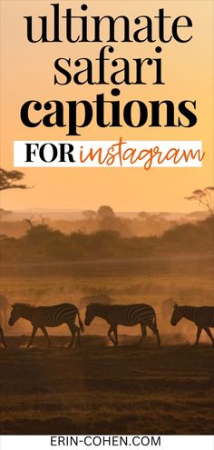 African safari and a collection of engaging safari captions perfect for Instagram, including funny safari captions, safari adventure captions, and wildlife captions for Instagram. Safari Game, Driving Quotes, Insta Captions