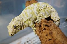 a gecko sitting on top of a tree branch