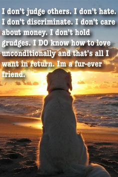 a white dog sitting on top of a beach next to the ocean with a sunset in the background