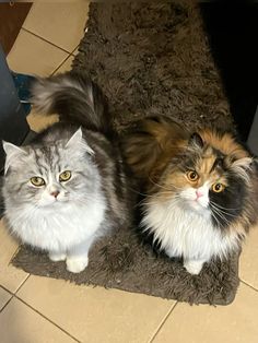 two cats sitting on the floor next to each other