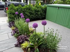 purple flowers are in the middle of a garden