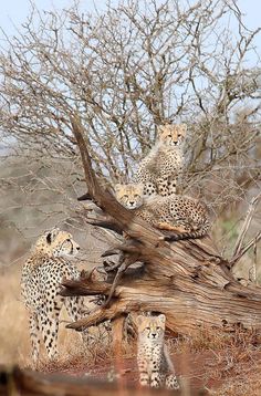 three cheetah are sitting on top of a fallen tree in the wild,