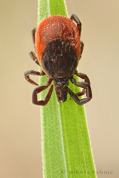 a red and black spider sitting on top of a green leaf