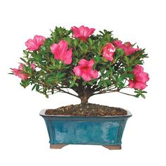 a bonsai tree with pink flowers in a blue pot on a white background,