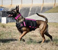 a german shepherd dog wearing a pink vest