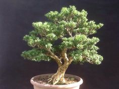 a bonsai tree in a pot on a table