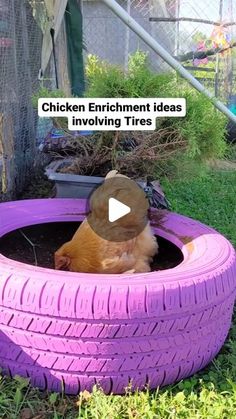 a dog sitting in a purple tire filled with dirt