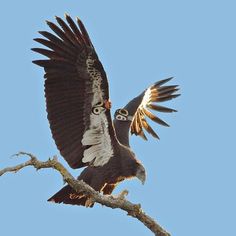 an eagle spreads its wings as it perches on a tree branch in front of a blue sky