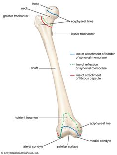 an image of the structure of a long bone and its major bones, labeled in red