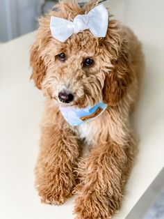 a brown dog with a white bow on it's head sitting on a table