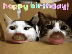 two cats laying on top of a cardboard box with the caption happy birthday to you