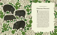 an illustrated book with animals and plants on it