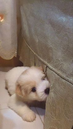 a small white dog laying on top of a floor