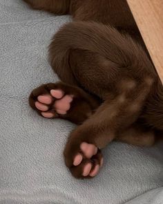 a brown dog laying on top of a bed next to a wooden table with paw prints