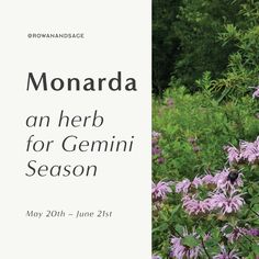 there is a sign that says monadraa an herb for germin season on it