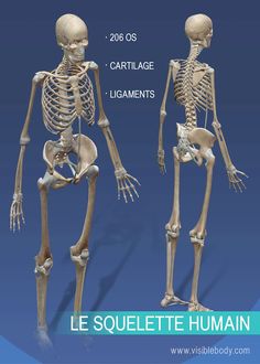 the human skeleton is shown in three different views, including one showing the lower and upper limbs