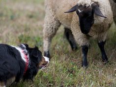 two sheep and a dog are standing in the grass