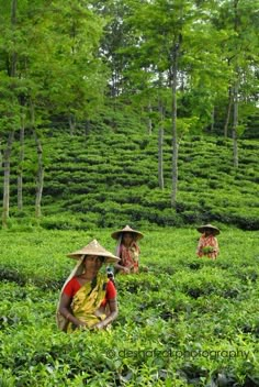 three women picking tea leaves in the middle of a tea plantation with trees behind them