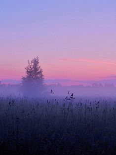 a lone tree stands in the middle of a foggy field at sunset with pink and blue skies