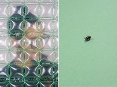 a bed bug sitting on top of a plastic bag next to an image of a bed bug