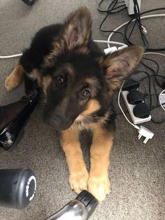 a dog laying on the floor next to shoes and hairdryers in an office