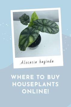 a plant with green leaves on it and the words where to buy houseplants online