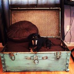 a small dog is sitting in an old suitcase on the floor next to a pillow