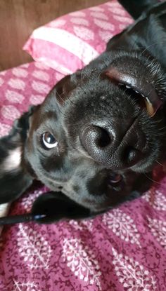 a black dog laying on top of a pink blanket