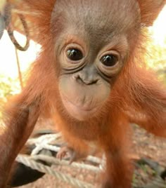 an adorable baby oranguel hanging upside down