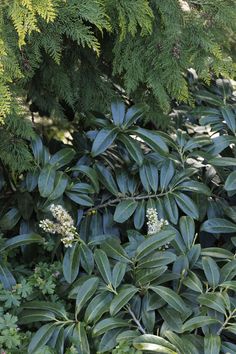 a bush with green leaves and white flowers