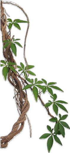 a vine with green leaves is hanging on a white wall