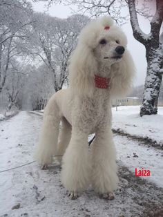 a white poodle standing in the snow next to a tree