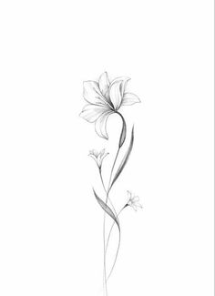 a pencil drawing of a flower on a white background