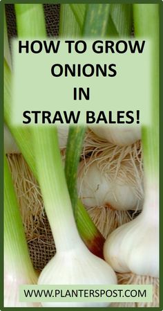 onions in straw bales with the title how to grow onions in straw bales