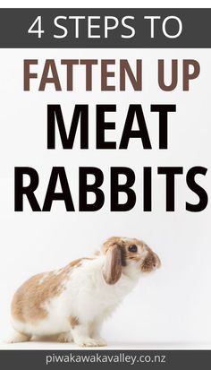 a rabbit sitting on top of a white floor next to the words, 4 steps to fatten up meat rabbits