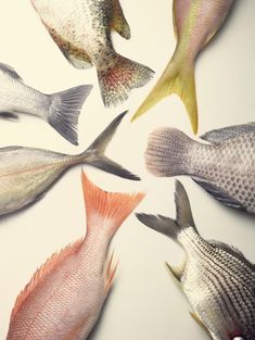 five different types of fish on a white surface